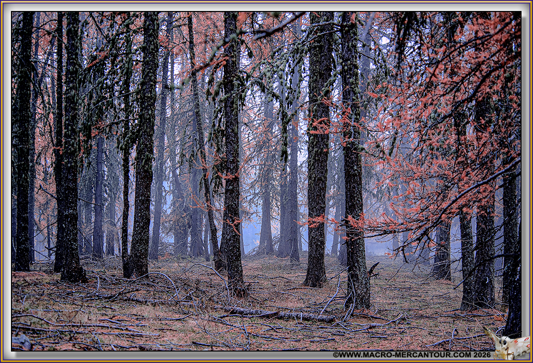 M&eacute;l&egrave;zes